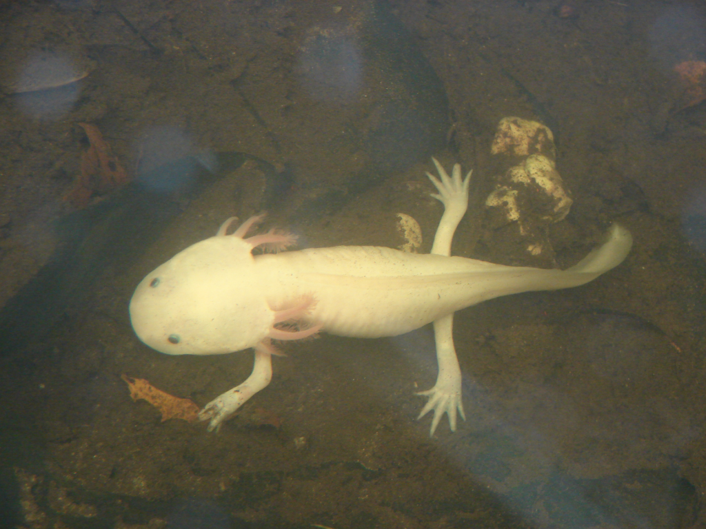 Axolotl Stichting Artisklas Haarlem